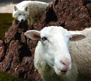 wolf-and-sheep-kerry-gavin