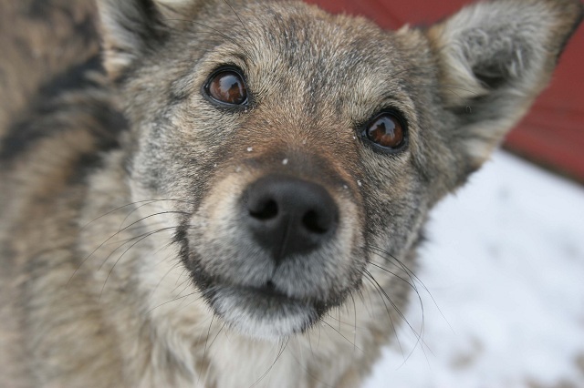 1320159894caini, caine, maidanezi, animale_AT