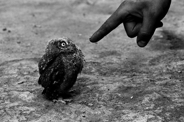 10152993_736207039747110_916597574_n