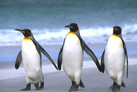 Falkland Islands. East Falkland Island. Sand beach. King penguins (Aptenodytes patagonicus).